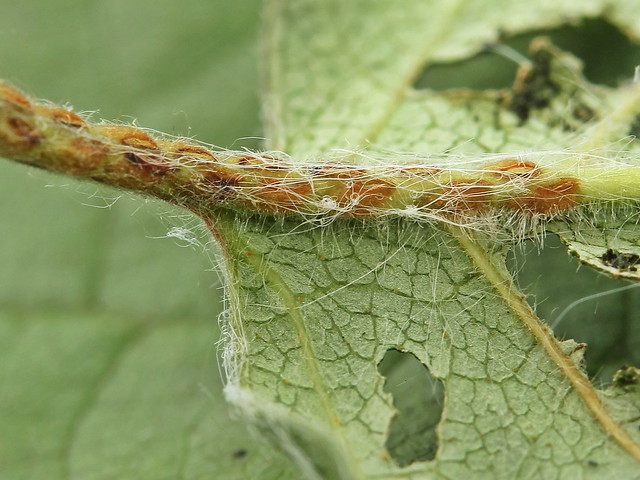 Sawfly egg slits - Hemichroa crocea.