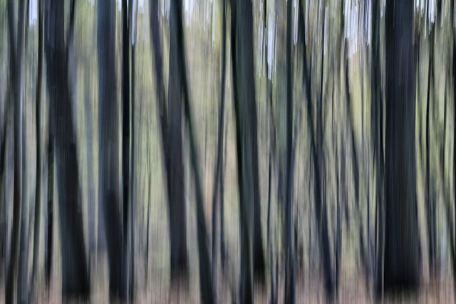 La forêt en automne // Autumnal forest