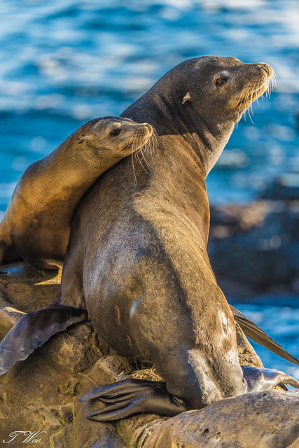 Sea Lion Mom & Pup at La Jolla - Explored