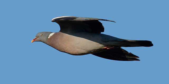a wood pigeon flying eyes closed - un pigeon ramier volant les yeux fermés