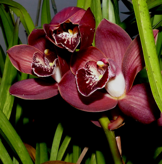 Cymbidium Unknown [c/o Karen] hybrid orchid