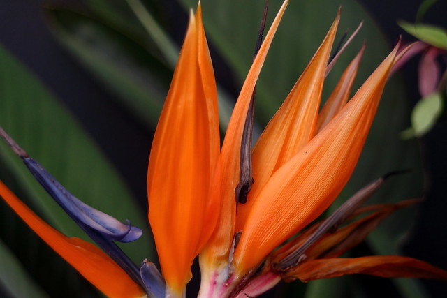 Close Up Of Orange Bird Of Paradise Flower