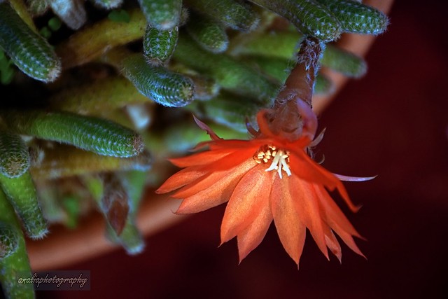 Asoma la Flor de Cactus.