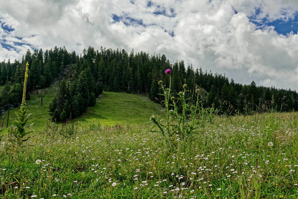 Wildflowers Growing in a Grassy Meadow in Lincoln National Forest