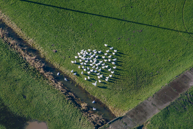 A Flock Of Geese