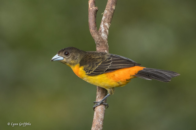 Flame-rumped Tanager 504_8239.jpg