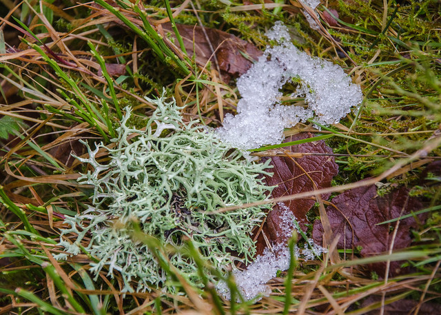 Le lichen local