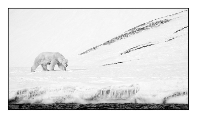 Polar Bear B&W 09