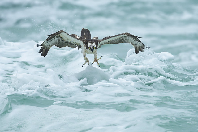 Osprey fishing the waves on a cloudy day.