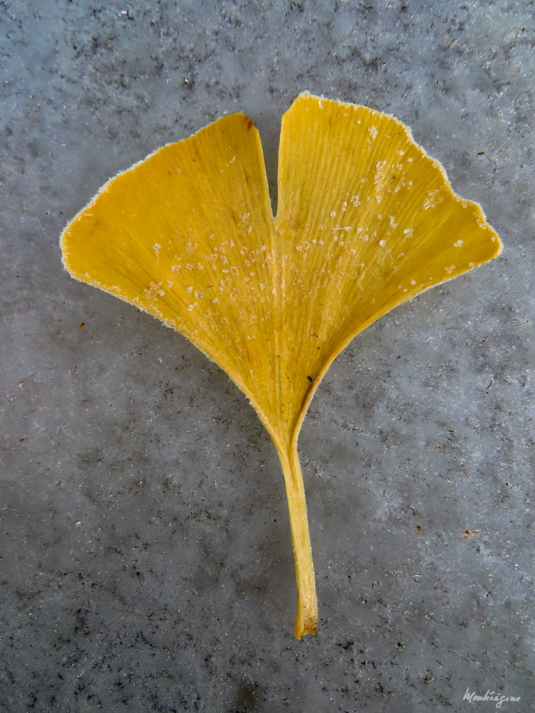 Frosted Ginkgo leaf - Feuille de Ginkgo givrée