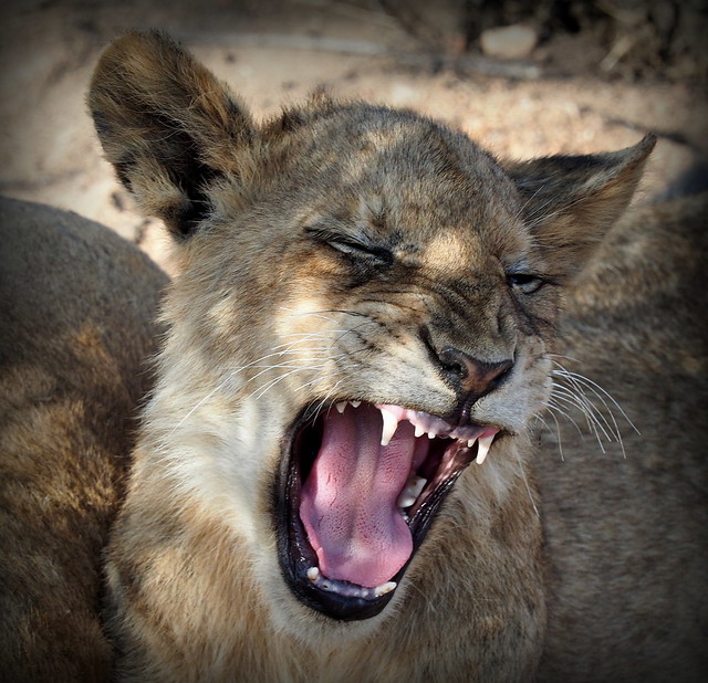 Lion Cub Yawning