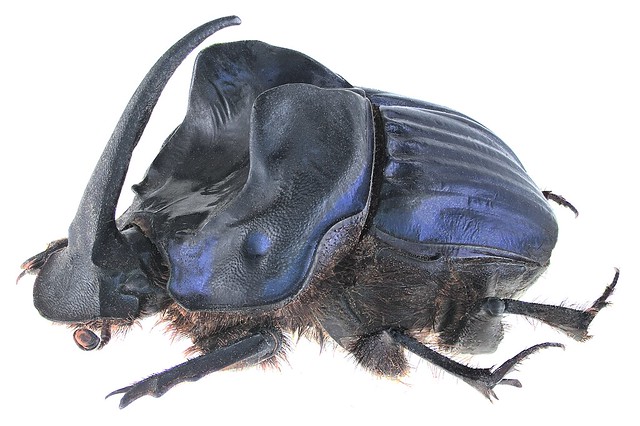 Sulcophanaeus batesi (Harold,  1868) Male