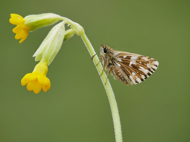 Female Grizzled Skipper Butterfly. No cropping.