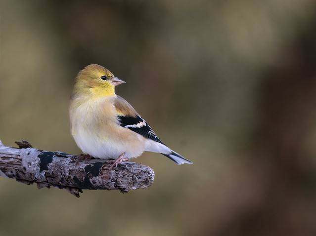 Goldfinch - winter colours