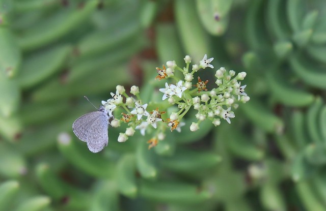 Butterfly on Crassula tetragona