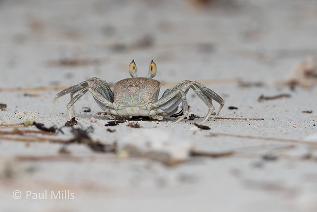 Sand crab. Mahe