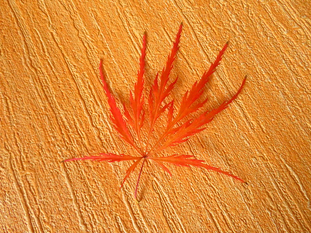 Orange leaf on orange sheet