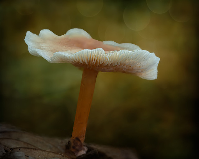 A white fringed mushroom