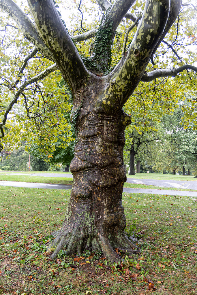 Tree, West Fairmount Park, Philadelphia, Pennsylvania, United States