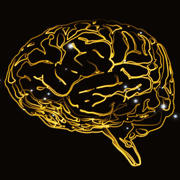 Outline brain image