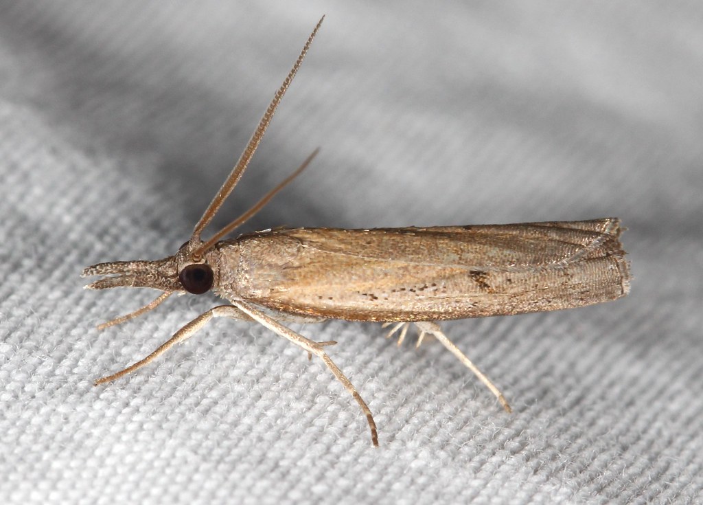 Changeable Grass-veneer Moth | Species: Fissicrambus mutabil… | Flickr