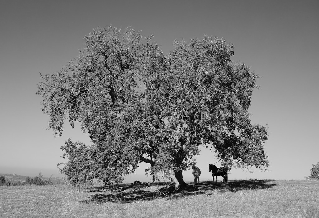 Oak tree with horses