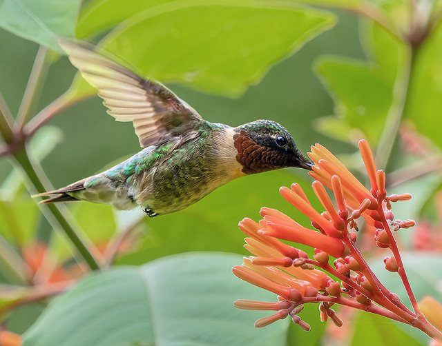 Ruby Throated Hummingbird nectaring on firebush flowers at Green Cay Nature Preserve.