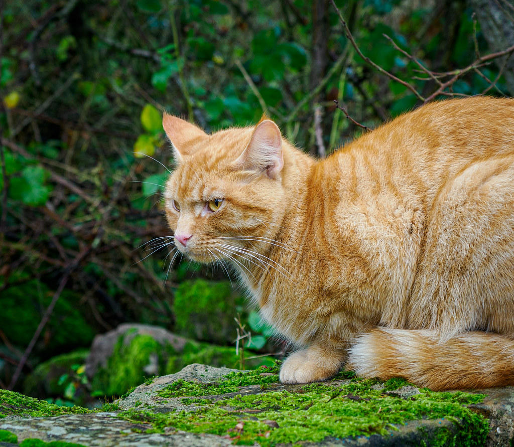 Ron Rosedale Rosedale Ron | Kate's cat, Ron, out enjoying the fresh air i… | Flickr