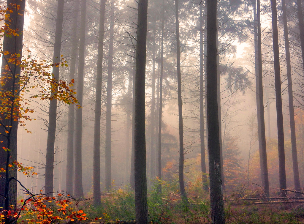 Foggy Forest - a little bit spooky