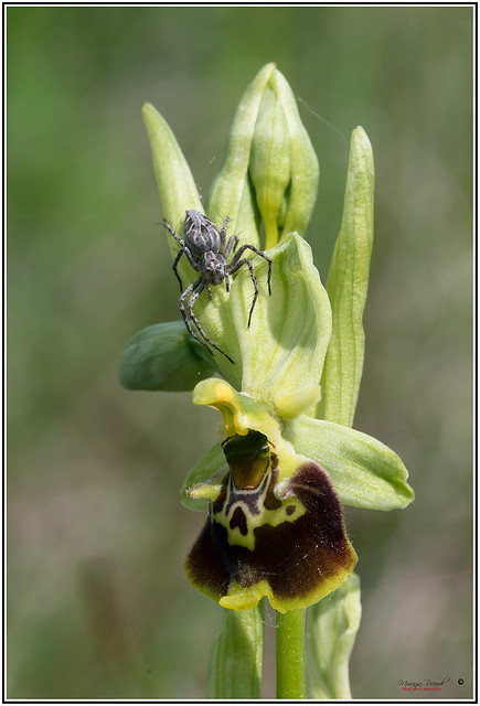 Ophrys holosericea Maggio 2022
