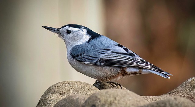 White-breasted Nuthatch on the Bird Bath