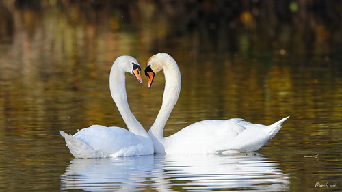 9109_Couple | by Marc Sorée