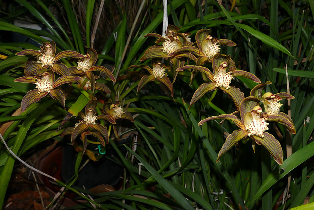 Cymbidium tracyanum 'Citron Sunray' species orchid 11-22