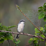 Loggerhead shrike next to a spider web in the early morning fog at Babcock Wildlife Management Area near Punta Gorda, Florida. Loggerhead shrike next to a spider web in the early morning fog at Babcock Wildlife Management Area near Punta Gorda, Florida.  Fred C. Babcock/Cecil M. Webb Wildlife Management Area is Florida&#039;s oldest Wildlife Management Area and protects 80,772 acres just south and east of Punta Gorda in Charlotte and Lee Counties, Florida.