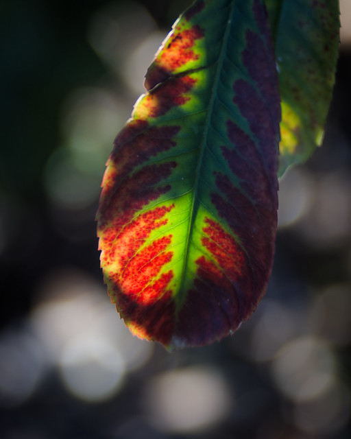 Green/Red leaf
