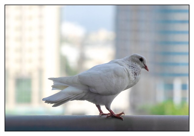 White Pigeon at Home