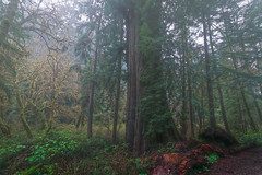 Redwoods in the Fog  (由  75CentralPhotography
