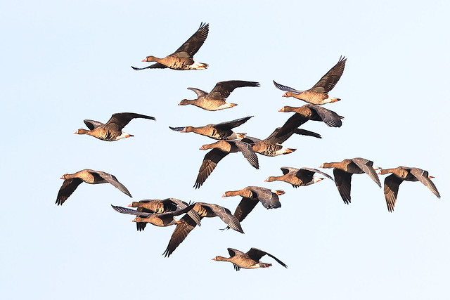 Greater White-fronted Geese and a Tundra Bean Goose