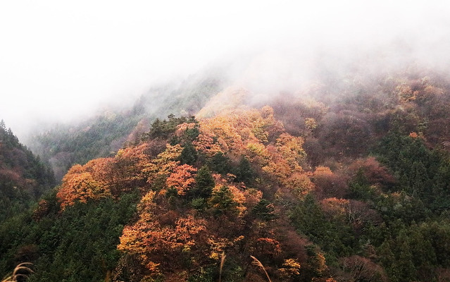 end of autumn, Yamanashi, Japan