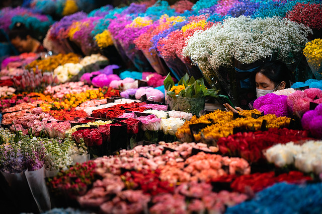 Woman Among Colorful Flowers in Flower Market, Hanoi Vietnam