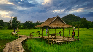 Nakhon Nayok Rice Fields