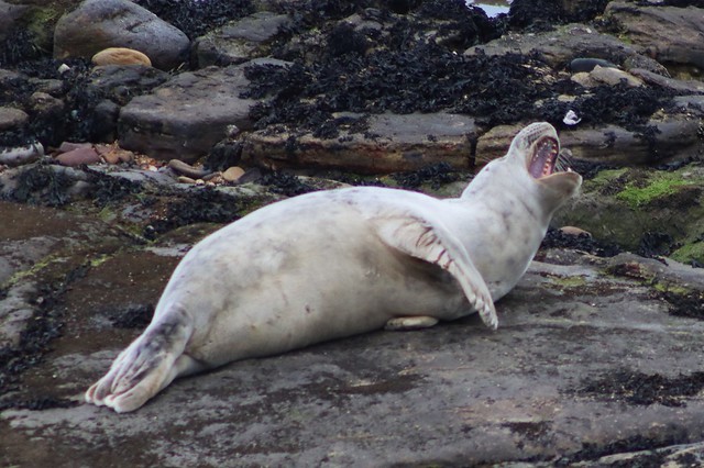 Seal Roaring