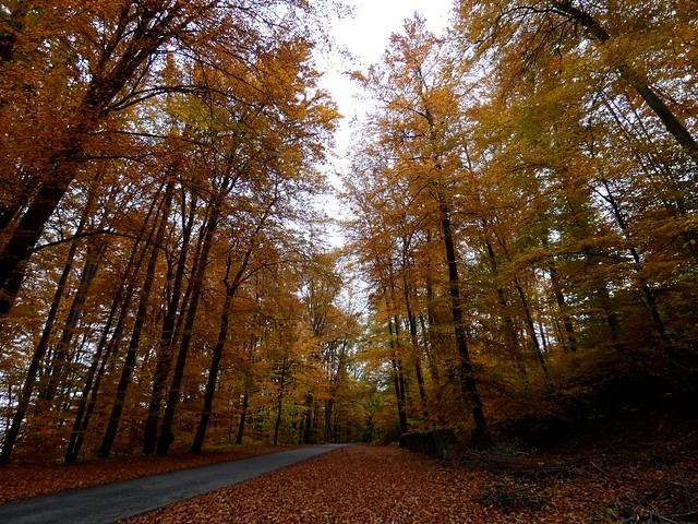 Fahrt durch den Herbstwald / Driving through the autumn forest