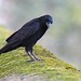 Corneille noire - Corvus corone - Carrion crow