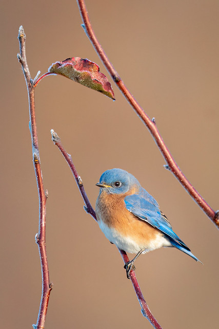 “May The Bluebird Of Happiness…”