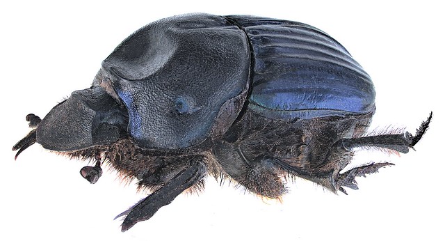 Sulcophanaeus batesi (Harold, 1868) Female