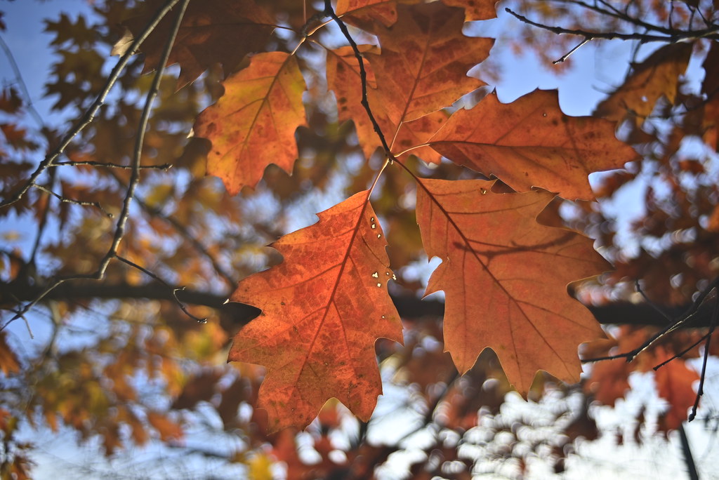 Red-Oak leaf'eh