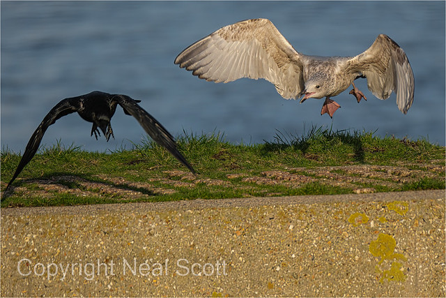 Herring Gull v Jackdaw-