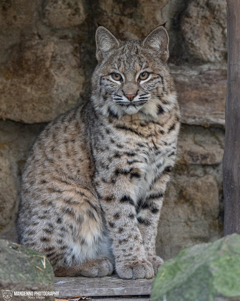 Young Bobcat - Allwetterzoo Munster