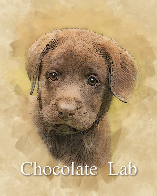 Chocolate Lab - Digital Art